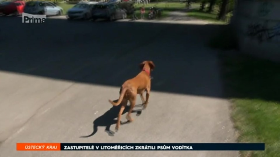 7. 5. 2018 ZPRÁVY: ZASTUPITELÉ V LITOMĚŘICÍCH ZKRÁTILI PSŮM VODÍTKA